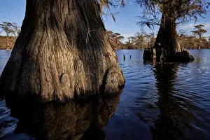 Early Morning Prints: Giant Cypress Trees standing in the lake