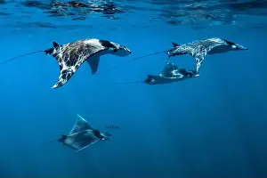 Gulf Of California Prints: giant devil ray, Mobula mobular