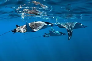 Gulf Of California Prints: giant devil ray, Mobula mobular