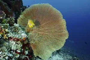 Annella Mollis Prints: Giant fan coral (Annella mollis) with a small yellow fish nearby