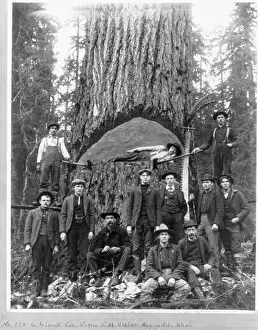 Lumberjack Prints: A Giant Fir tree, with lumberjacks