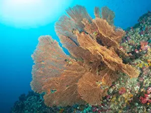 Recreational Pursuit Prints: Giant Gorgonian Sea Fan Soft Coral