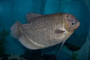 Aquarium Fish Prints: A Giant Gourami an aquarium fish