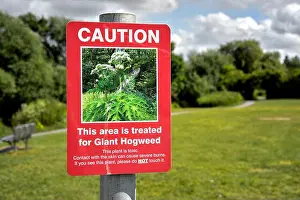 Warning Signs Prints: Giant Hogweed warning sign. Heracleum mantegazzianum England rural UK