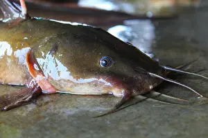 Alive Prints: Giant magur fish big clarias catfish in indian river big river monster catfishes