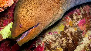 Animal Colour Prints: Giant moray, Gymnothorax jovanicus, Coral Reef, Red Sea, Egypt, Africa