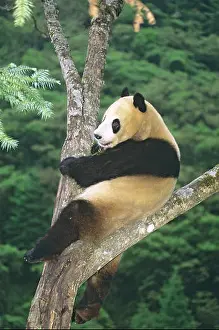 Carnivora Prints: Giant panda (Ailuropoda melanoleuca)