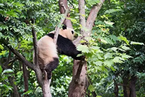 Chengdu Prints: Giant panda climbing a tree, Chengdu, Sichuan Province, China
