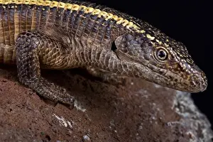Malawi Prints: The giant plated lizard (Matobosaurus validus) is the largest member in the Gerrhosauridae family