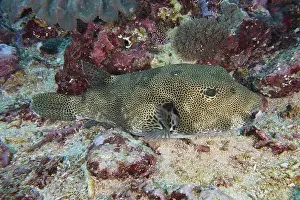 Tetraodontidae Prints: Giant pufferfish (Arothron stellatus) with distinctive pattern resting on the sandy bottom
