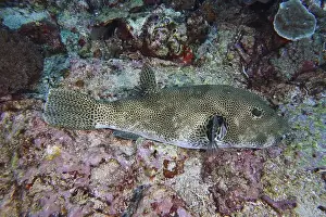Camouflaging Prints: A giant pufferfish (Arothron stellatus) lies well camouflaged on a coral reef bottom