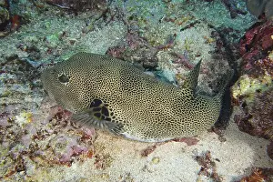 Bony Fishes Prints: Giant pufferfish (Arothron stellatus) lying on the sandy seabed