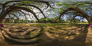 360cities Prints: Giant rain tree