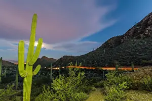Green Colour Prints: Giant saguaro cactus (Carnegiea gigantea) under full moon at Gates Pass in the Tucson Mountains