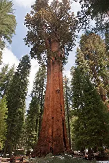 Photoalto Prints: Giant sequoia tree, Sequoia and Kings Canyon National Parks, California, USA