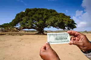 Imitation Prints: The giant sycamore tree featured on the Eritrean five Nakfa banknote near Segeneyti