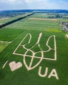 Bird Flight Prints: Giant symbol of the country of Ukraine is a trident created by corn sprouts in a corn field