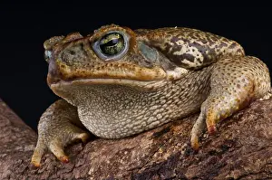 Giant toad / Bufo marinus