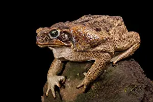 Invasive Prints: Giant toad, Rhinella marina