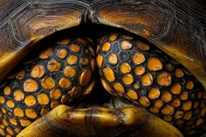 Pet Food Prints: Giant tortoise / Chelonoidis denticulata