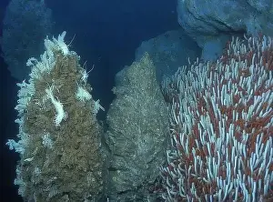 Giant Tube Worm Prints: Giant Tube Worms Riftia pachyptila Siboglinidae in Hydrothermal vent Deep Sea Exploration 2025
