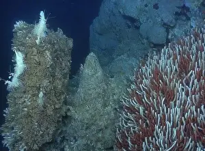 Giant Tube Worm Prints: Giant Tube Worms Riftia pachyptila Siboglinidae in Hydrothermal vent Deep Sea Exploration 2025