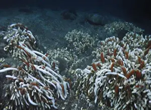 Giant Tube Worm Prints: Giant Tube Worms Riftia pachyptila Siboglinidae in Hydrothermal vent Deep Sea Exploration 2025