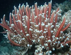 Giant Tube Worm Prints: Giant Tube Worms Riftia pachyptila Siboglinidae in Hydrothermal vent Deep Sea Exploration 2025
