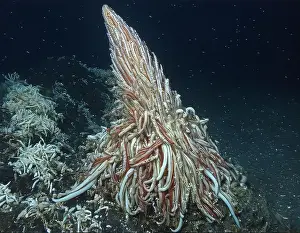 Giant Tube Worm Prints: Giant Tube Worms Riftia pachyptila Siboglinidae in Hydrothermal vent Deep Sea Exploration 2025