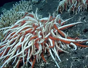 Giant Tube Worm Prints: Giant Tube Worms Riftia pachyptila Siboglinidae in Hydrothermal vent Deep Sea Exploration 2025