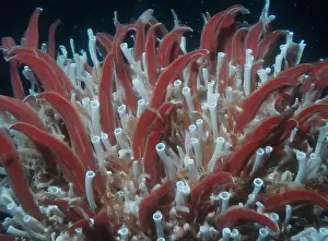 Giant Tube Worm Prints: Giant Tube Worms Riftia pachyptila Siboglinidae in Hydrothermal vent Deep Sea Exploration 2025
