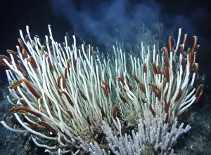 Giant Tube Worm Prints: Giant Tube Worms Riftia pachyptila Siboglinidae in Hydrothermal vent Deep Sea Exploration 2025