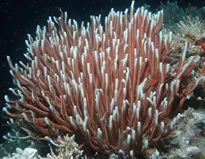Giant Tube Worm Prints: Giant Tube Worms Riftia pachyptila Siboglinidae in Hydrothermal vent Deep Sea Exploration 2025