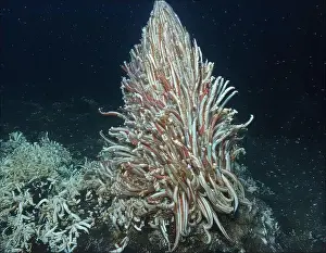 Giant Tube Worm Prints: Giant Tube Worms Riftia pachyptila Siboglinidae in Hydrothermal vent Deep Sea Exploration 2025