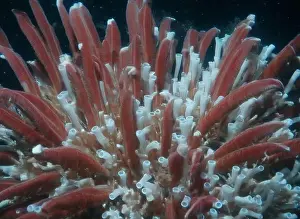 Giant Tube Worm Prints: Giant Tube Worms Riftia pachyptila Siboglinidae in Hydrothermal vent Deep Sea Exploration 2025