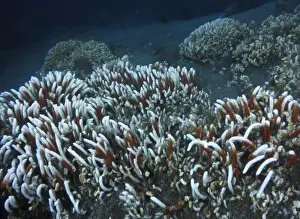 Giant Tube Worm Prints: Giant Tube Worms Riftia pachyptila Siboglinidae in Hydrothermal vent Deep Sea Exploration 2025