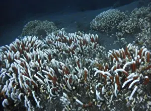 Giant Tube Worm Prints: Giant Tube Worms Riftia pachyptila Siboglinidae in Hydrothermal vent Deep Sea Exploration 2025