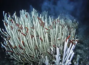 Giant Tube Worm Prints: Giant Tube Worms Riftia pachyptila Siboglinidae in Hydrothermal vent Deep Sea Exploration 2025