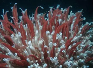 Giant Tube Worm Prints: Giant Tube Worms Riftia pachyptila Siboglinidae in Hydrothermal vent Deep Sea Exploration 2025