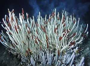 Giant Tube Worm Prints: Giant Tube Worms Riftia pachyptila Siboglinidae in Hydrothermal vent Deep Sea Exploration 2025