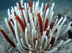 Giant Tube Worm Prints: Giant Tube Worms Riftia pachyptila Siboglinidae in Hydrothermal vent Deep Sea Exploration 2025