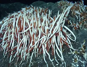 Giant Tube Worm Prints: Giant Tube Worms Riftia pachyptila Siboglinidae in Hydrothermal vent Deep Sea Exploration 2025