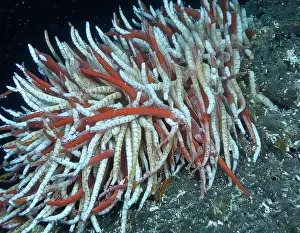 Giant Tube Worm Prints: Giant Tube Worms Riftia pachyptila Siboglinidae in Hydrothermal vent Deep Sea Exploration 2025