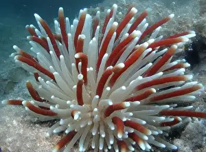 Giant Tube Worm Prints: Giant Tube Worms Riftia pachyptila Siboglinidae in Hydrothermal vent Deep Sea Exploration 2025