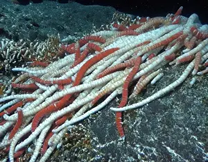 Giant Tube Worm Prints: Giant Tube Worms Riftia pachyptila Siboglinidae in Hydrothermal vent Deep Sea Exploration 2025