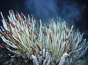 Giant Tube Worm Prints: Giant Tube Worms Riftia pachyptila Siboglinidae in Hydrothermal vent Deep Sea Exploration 2025