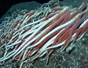 Giant Tube Worm Prints: Giant Tube Worms Riftia pachyptila Siboglinidae in Hydrothermal vent Deep Sea Exploration 2025
