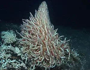 Giant Tube Worm Prints: Giant Tube Worms Riftia pachyptila Siboglinidae in Hydrothermal vent Deep Sea Exploration 2025