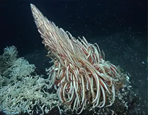 Giant Tube Worm Prints: Giant Tube Worms Riftia pachyptila Siboglinidae in Hydrothermal vent Deep Sea Exploration 2025