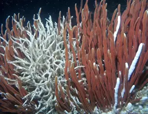 Giant Tube Worm Prints: Giant Tube Worms Riftia pachyptila Siboglinidae in Hydrothermal vent Deep Sea Exploration 2025